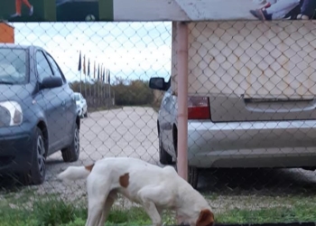 78197926 2632960910152782 5439521169227120640 o