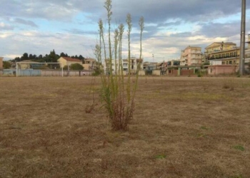 Πυρά προς Αυγενάκη για το… χωράφι στο ΕΑΚΚ!